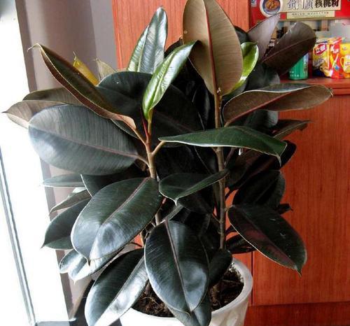 橡皮树喜肥吗？喜欢施什么肥料来促进生长？