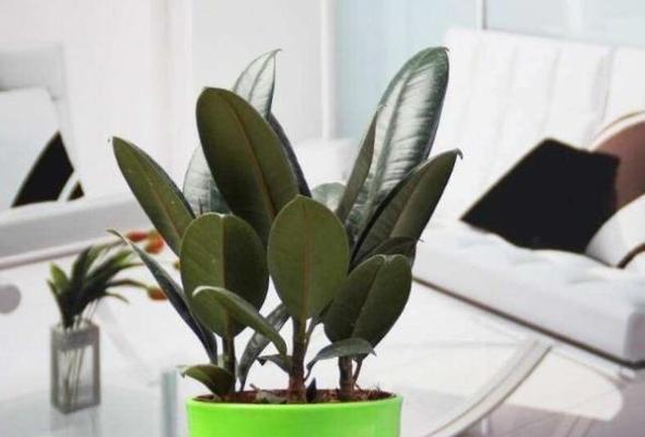 橡皮树喜肥吗？喜欢施什么肥料来促进生长？