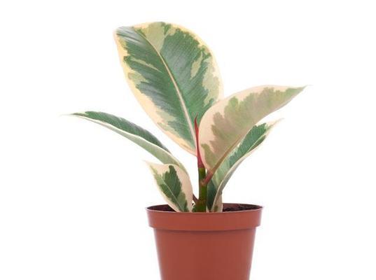 橡皮树喜肥吗？喜欢施什么肥料来促进生长？