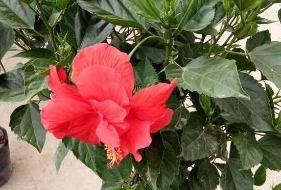 扶桑花多久浇一次水?如何正确进行浇水管理?