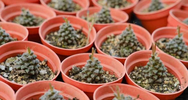 椰糠土适合种植多肉植物吗？使用椰糠土种植多肉的注意事项是什么？