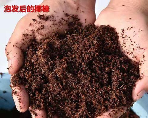 椰糠土适合种植多肉植物吗?使用椰糠土种植多肉的注意事项是什么? 椰糠土适合种植多肉植物吗?使用椰糠土种植多肉的注意事项是什么?