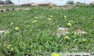 西瓜种植条件适合什么地方栽种？如何选择最佳种植地点？