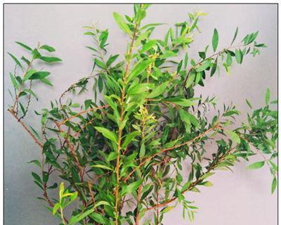 雪柳喜阴还是喜阳？如何正确养护雪柳？