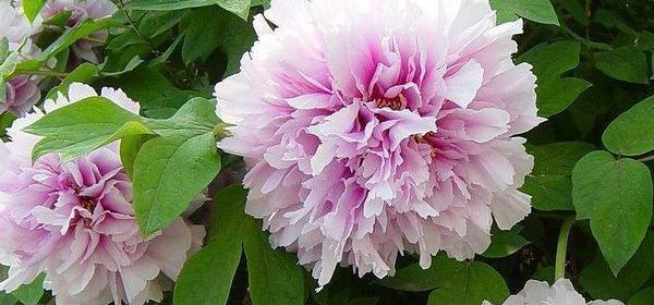 牡丹花如何生长？其生长环境条件有哪些要求？