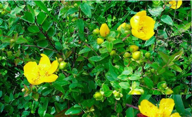 桃属于被子植物吗？它的分类和特点是什么？