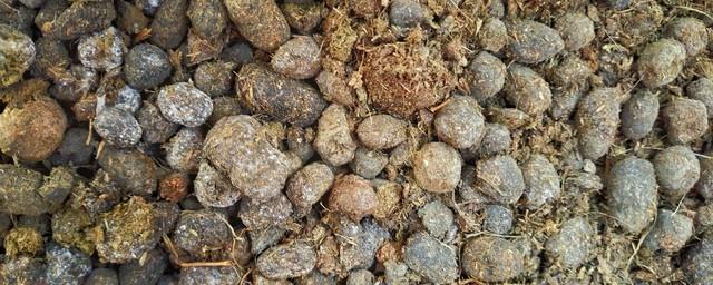 草木灰、鸡粪、羊粪,这些白给也不要,教你辨别真假,不再上当 草木灰、鸡粪、羊粪,这些白给也不要,教你辨别真假,不再上当