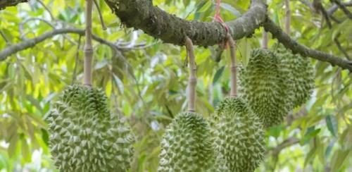 榴莲的主要产地有哪些？全球哪里的榴莲最出名？