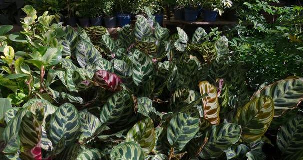 孔雀竹芋施肥指南:什么肥料最适合?如何正确施肥?