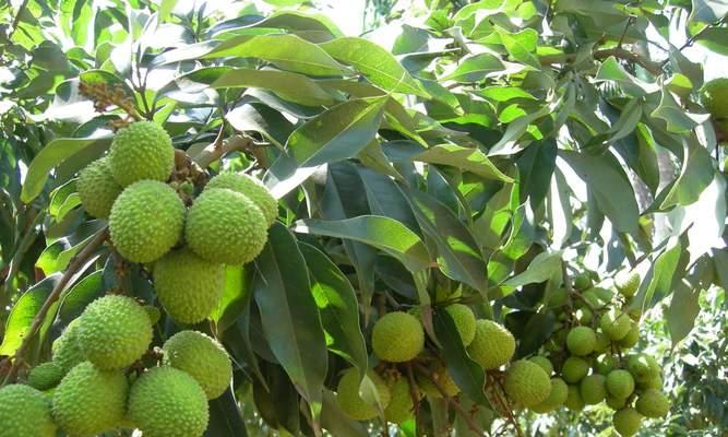 荔枝在北方种植的可行性及注意事项?