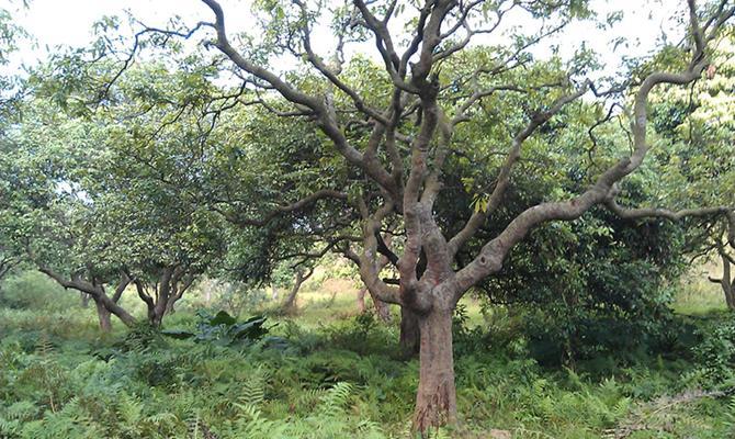 荔枝在北方种植的可行性及注意事项？