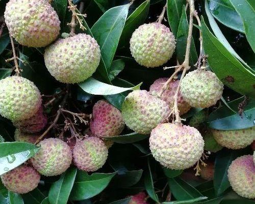 荔枝在北方种植的可行性及注意事项？