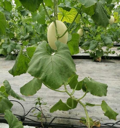 阳台种植香瓜的最佳时间是什么时候？有哪些简单方法？