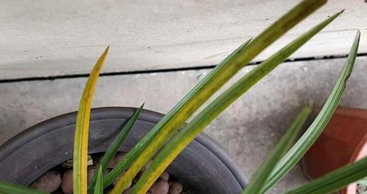 兰花叶子卷曲了怎么办？找出原因并解决的方法是什么？