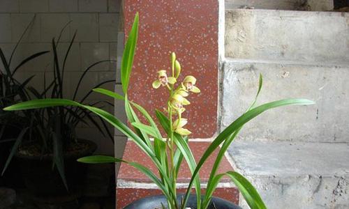 兰花叶子卷曲了怎么办？找出原因并解决的方法是什么？