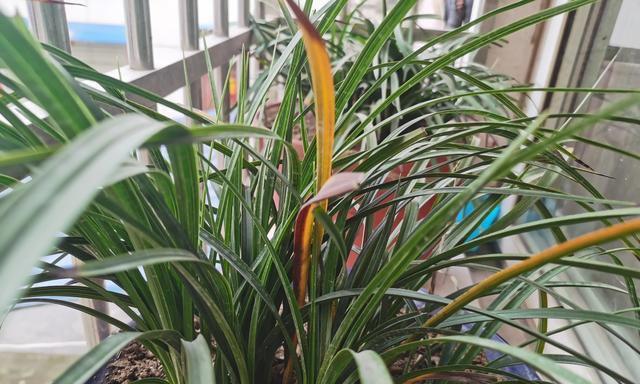 兰花叶子卷曲了怎么办？找出原因并解决的方法是什么？