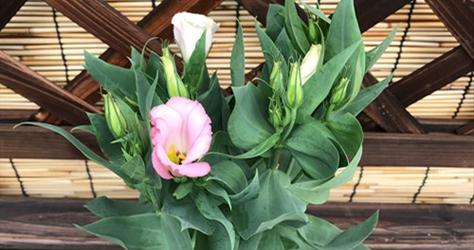 洋桔梗放在卧室安全吗？有无毒性需要注意什么？