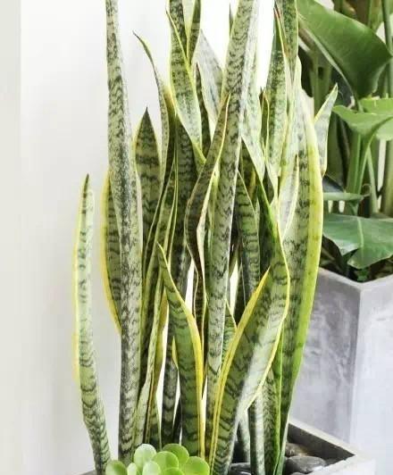 阳光不足适合养什么花？哪些植物能在低光环境下茁壮成长？