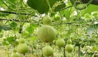 葫芦最佳采摘时间是什么时候？如何判断葫芦成熟？