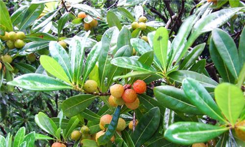 杨梅树喜阴还是喜阳？如何正确种植杨梅树？