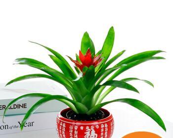 鸿运当头适合哪种花盆？如何选择好看的花盆搭配鸿运当头？