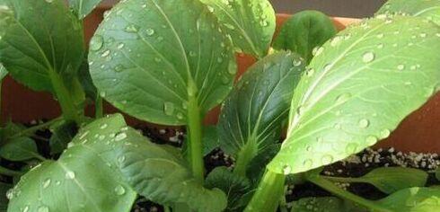 广州冬天适合种什么菜？有哪些蔬菜推荐？