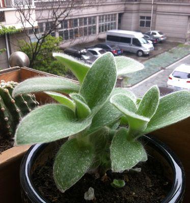 锦带花生长速度快不快？一年能长多少厘米？