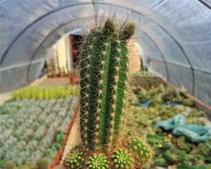 仙人柱开花需要多长时间？如何促进开花？