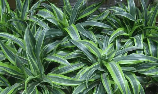 龙血树花期是什么时候?如何正确养护以观赏最佳花期?