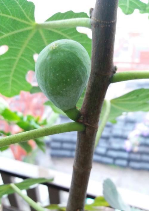 无花果盆栽选择指南：哪种盆栽最适合无花果生长？