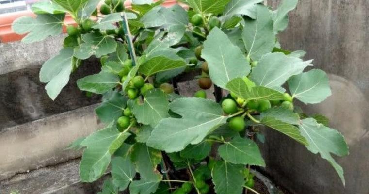 无花果盆栽选择指南：哪种盆栽最适合无花果生长？