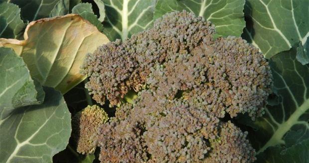 西兰花病虫害如何防治？防治技术措施有哪些？