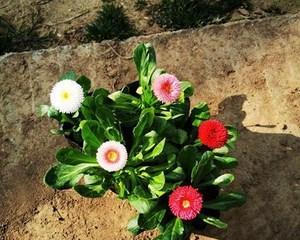 雏菊开完花后如何处理？维护技巧有哪些？