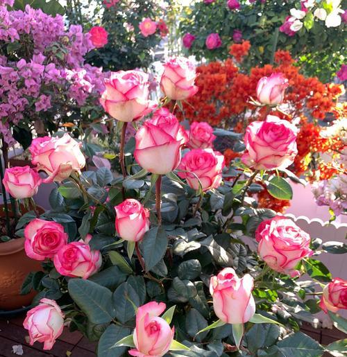 玉镜月季的优缺点是什么？如何克服其缺点？