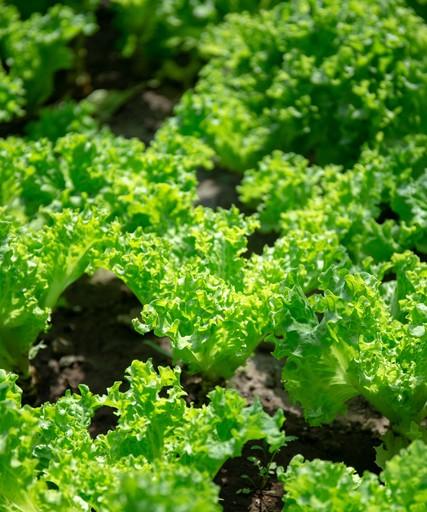 立冬前种这8种菜,寒冬鲜菜不断香迷糊了 立冬前种这8种菜,寒冬鲜菜不断香迷糊了