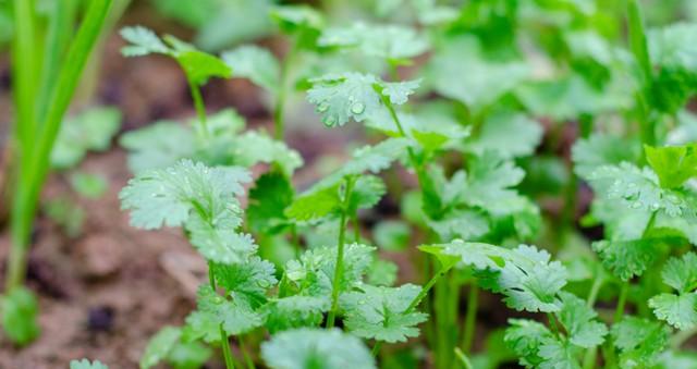立冬前种这8种菜,寒冬鲜菜不断香迷糊了 立冬前种这8种菜,寒冬鲜菜不断香迷糊了