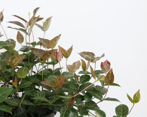 花叶络石水培可行吗？水养花叶络石的正确方法是什么？