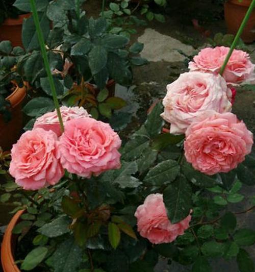 珊瑚果冻月季的优缺点是什么？购买前需要考虑哪些因素？