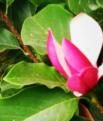 玉兰是落叶植物吗?了解玉兰的生长特性与分类