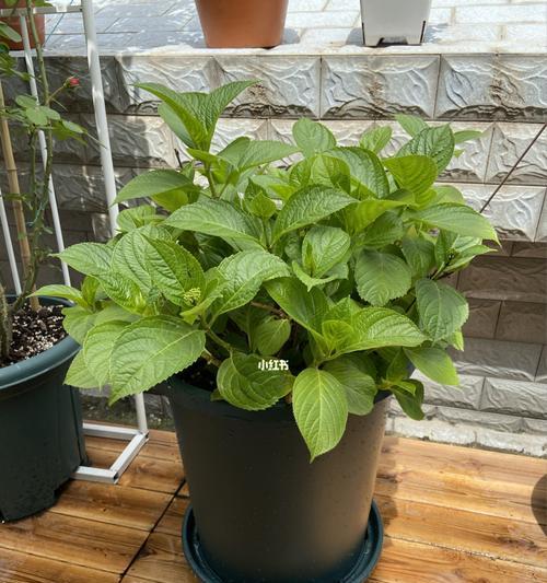 绣球花施肥技巧：哪种肥料最适合绣球？