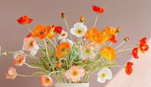 什么花代表原谅?了解代表原谅的花卉及其含义?