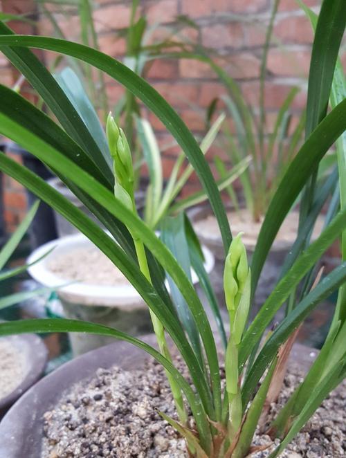 建兰不长叶子怎么办？不长新叶的处理方法是什么？