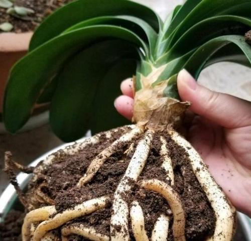 君子兰烂根怎么办？如何快速识别与处理？