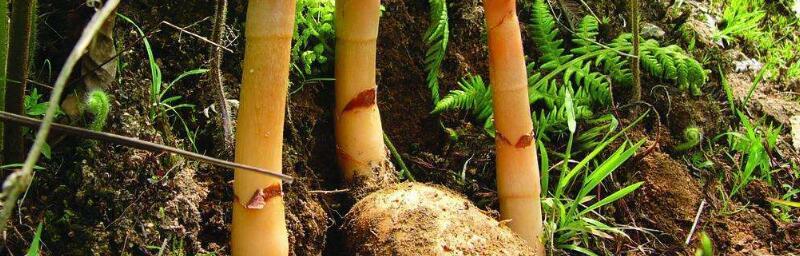 天麻种植的最佳时间是什么时候?生长周期有哪些特点?