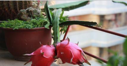 火龙果属于什么植物科？它的生长环境有哪些特点？