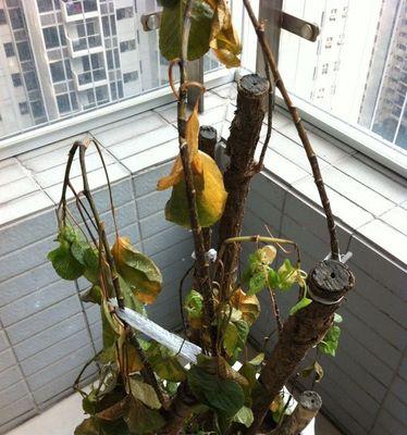 过期维生素c可以用来浇花吗？使用方法和效果是什么？