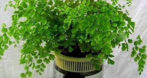 铁线蕨修剪方法是什么？如何正确修剪铁线蕨？