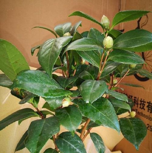 茶花缓苗需要多久？缓苗期间应该注意哪些事项？