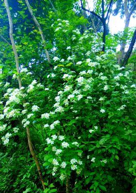 七里香开花周期是多久？如何促进其开花？