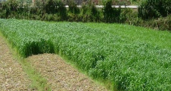 黑麦草几月份种植最合适？如何确保高成活率？